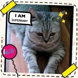 猫在线视频播放观看,猫在线视频播放观看指南