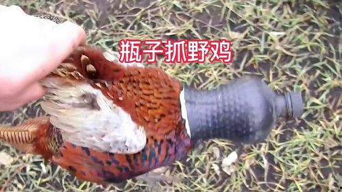 野鸡在线视频 下载,热门平台与技巧全解析