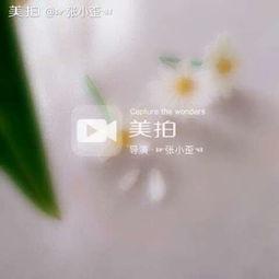 雏菊在线视频播放,浪漫旋律中的青春记忆