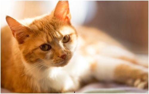 猫咪九九香蕉网在线视频